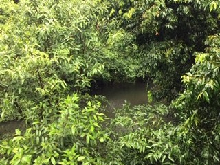 Obi Obi Creek in the rain