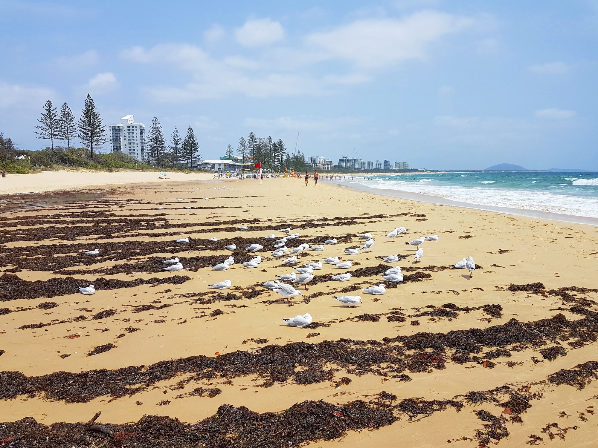 Alexandra Headland beach view, January 2020 