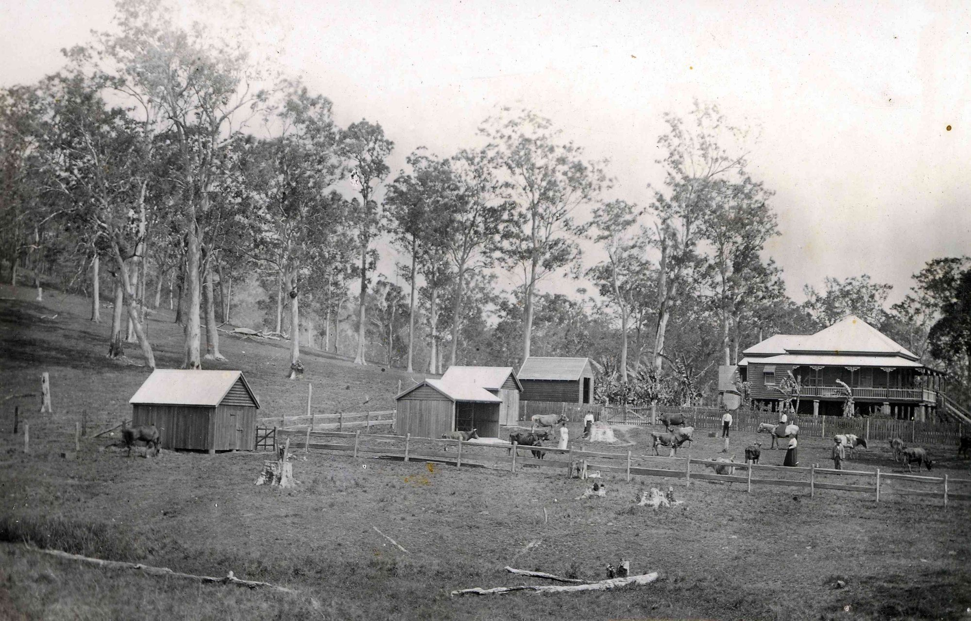 Sunny Brae outbuildings from left - fowl house, cow bails, sulky shed, dairy