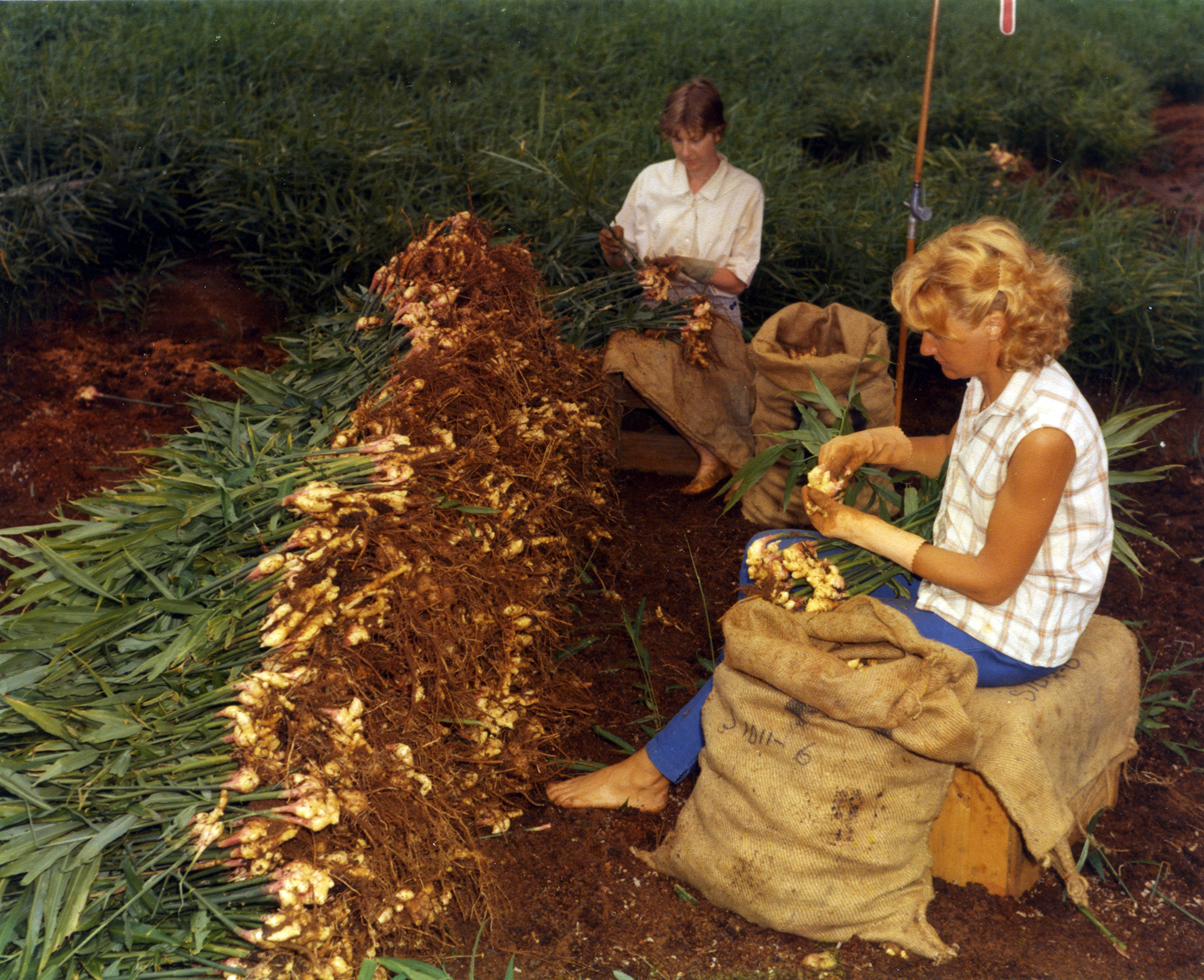 Bagging ginger on J. Templeton's farm, Eumundi, 1967