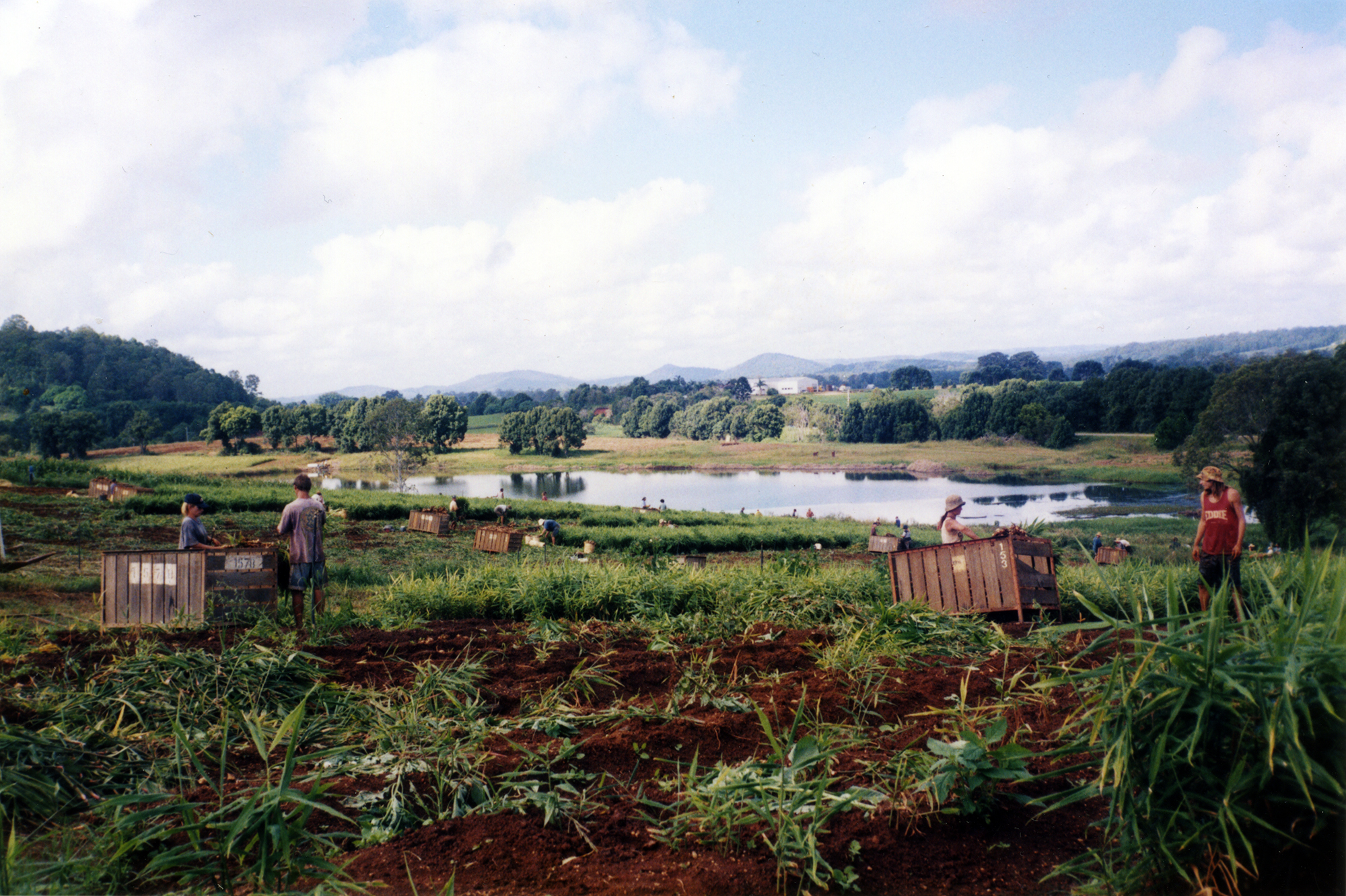 Harvesting ginger by hand in the Eumundi district, 1990s