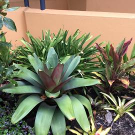 Plants outside Maleny Library