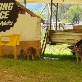 Kangaroos at Crystal Waters