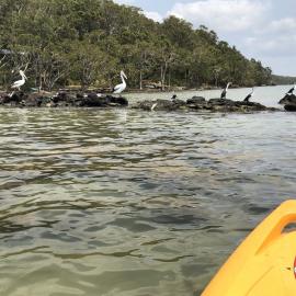 Kayaking in Lake Weyba 2019