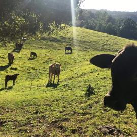 West Woombye Locals