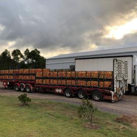 Truck load of mangoes going to Tropico, Yandina for processing