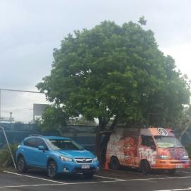 Misty morning, tennis court car park, Cotton Tree