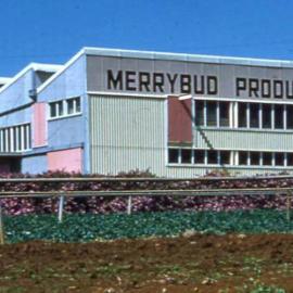  Buderim Ginger Factory, Burnett Street, Buderim, 1960