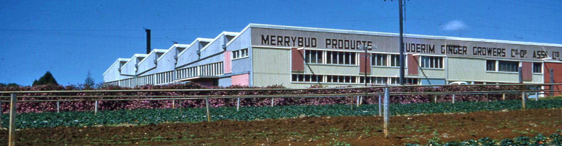  Buderim Ginger Factory, Burnett Street, Buderim, 1960