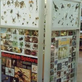 Specimen display