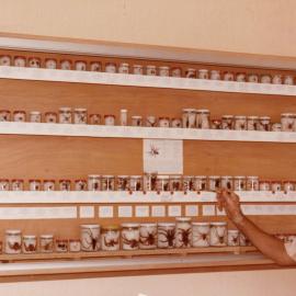 Specimen display
