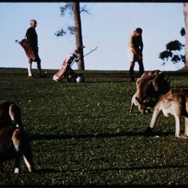 Kangaroos at Headland Golf Club, Buderim