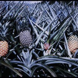 Pineapples
