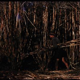 Cutting Sugar Cane