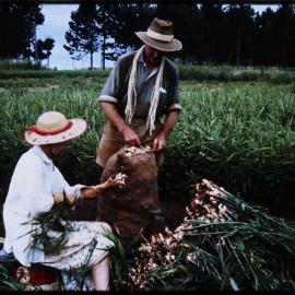 Topping and Bagging Ginger