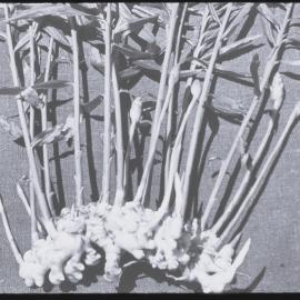 Ginger "Drumsticks"