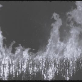 Sugarcane Burnoff