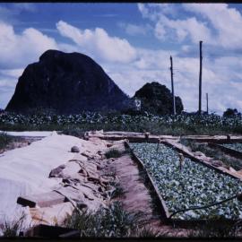 Tobacco Farm Mt. Tibrogargan