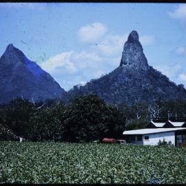 Tobacco farm Glasshouse Mountains