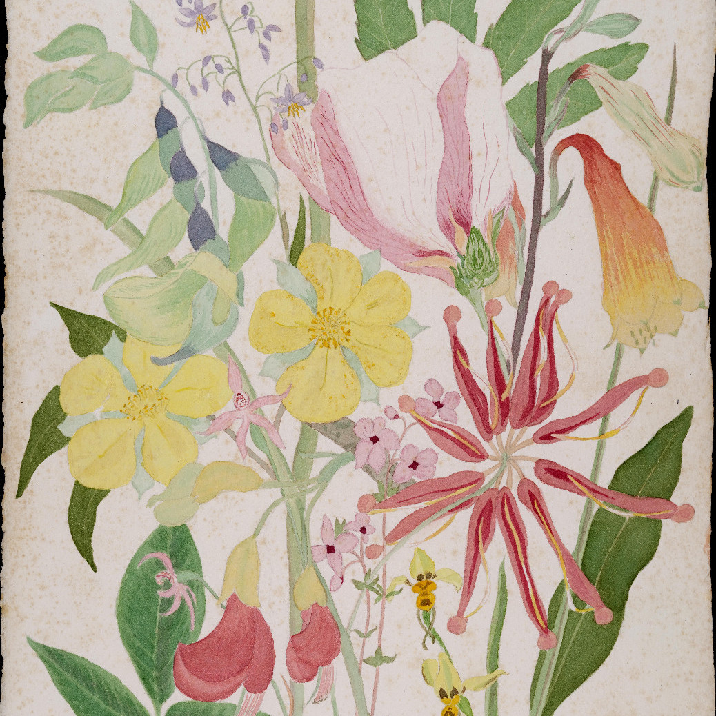 Kathleen McArthur Wildflowers Collection