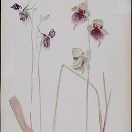 "Flying duck orchid" - Caleana major; "Bearded orchid" - Calochilus grandiflora