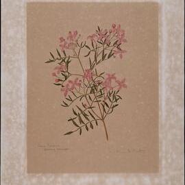 "Como boronia" - Boronia rivularis
