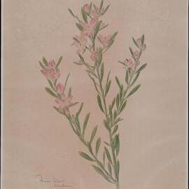 "Fraser Island waxflower"