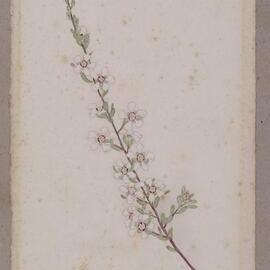 "Long-flower Mistletoe" - Loranthus vitellimus