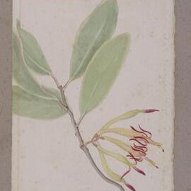 "Tea-tree" - Leptospermum myrtifolium