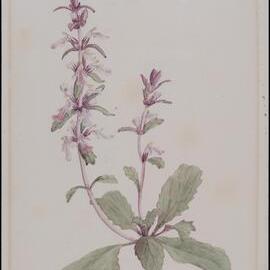 "Bugle" - Ajuga australis