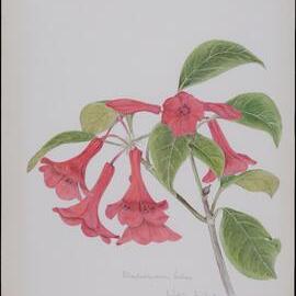 Rhododendron lochiae