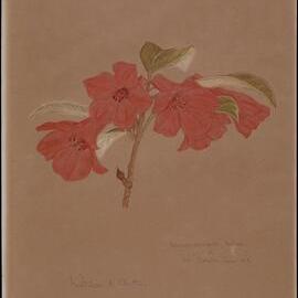 Rhododendron lochiae of Mt Bartle Frere
