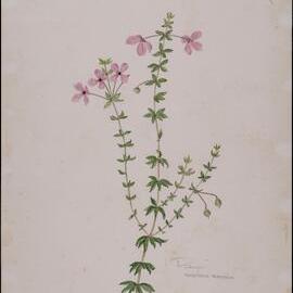 "Pinkeye" - Tetratheca thymifolia