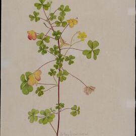 "Yellow wood-sorrel" - Oxalis corniculata