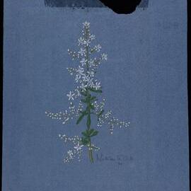 "Sweet bursaria" 