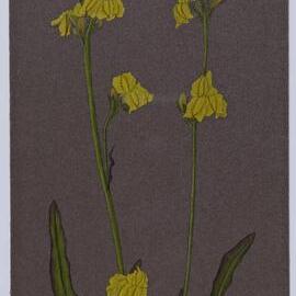 "Spike goodenia" - Goodenia stelligera