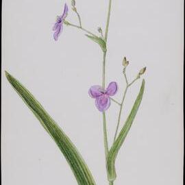 "Lawn lily" - Aneilema gramineum