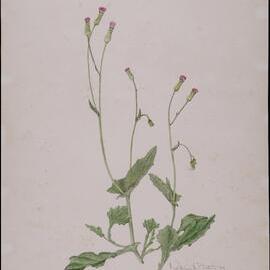"Smilies" - Emilea sonchifolia