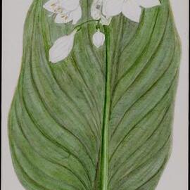 "The Brisbane lily" - Eurycles cunninghamii