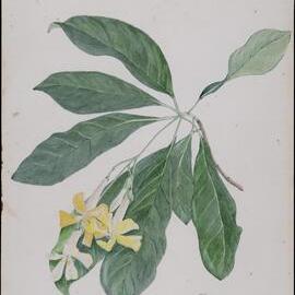 "Queensland frangipani"