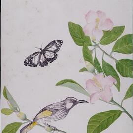 "Midyim in November" with butterfly, honeyeater and beetle