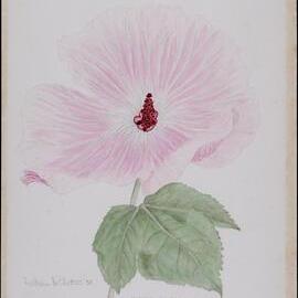 "Hibiscus splendens"