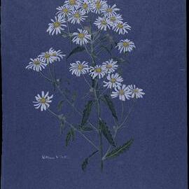"Daisy bush" - Olearia gravis