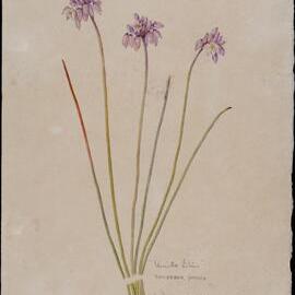 "Vanilla lilies" - Sowerbea juncea