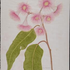 "Red bloodwood" - Eucalyptus phychocarpa