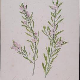 "Eriostemon flow Fraser Island and Cooloola" - Eriostemon austalisius