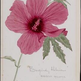 "Burgundy hibiscus" - Hibiscus radiatus