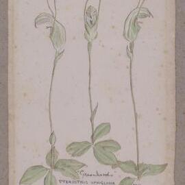 "Greenhoods" - Pterostylis ophiglossa