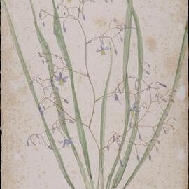 "Smooth flax-lily" - Dianella laevis