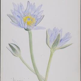 "Waterlilies"